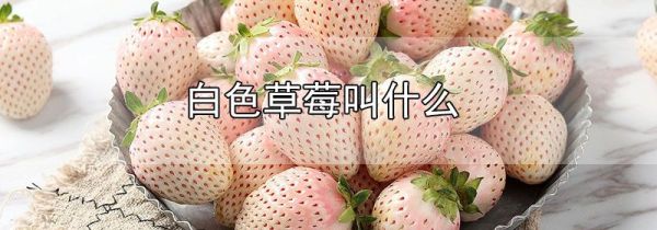 白色草莓叫什么