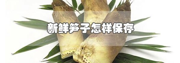 新鲜笋子怎样保存