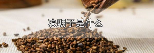决明子是什么