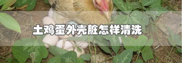 土鸡蛋外壳脏怎样清洗