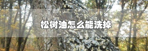 松树油怎么能洗掉