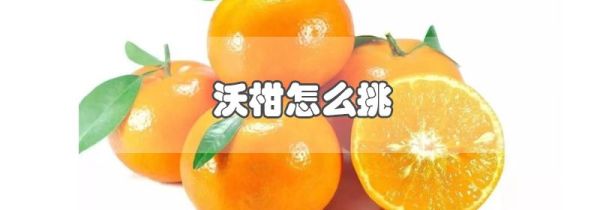 沃柑怎么挑