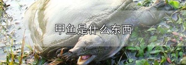甲鱼是什么东西