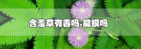 含羞草有毒吗,能摸吗