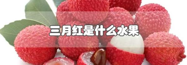 三月红是什么水果