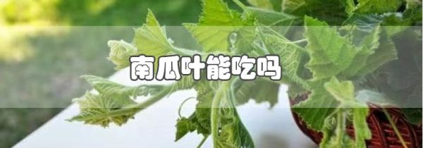 南瓜叶能吃吗
