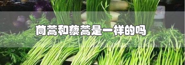 茼蒿和藜蒿是一样的吗