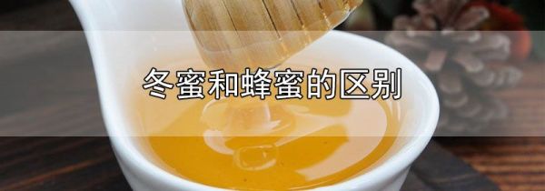 冬蜜和蜂蜜的区别