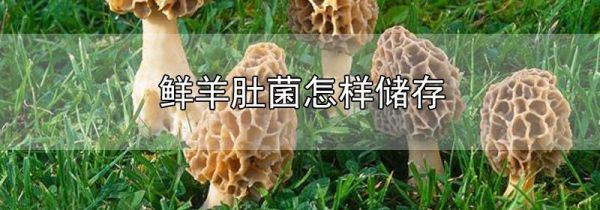 鲜羊肚菌怎样储存