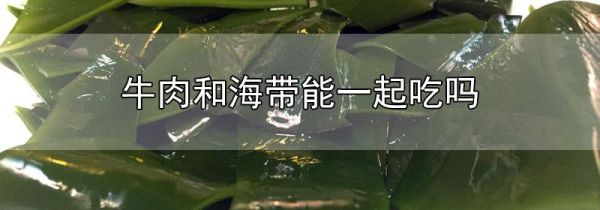 牛肉和海带能一起吃吗
