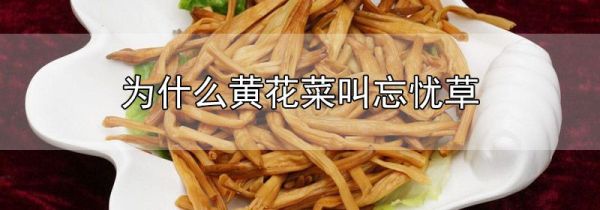 为什么黄花菜叫忘忧草