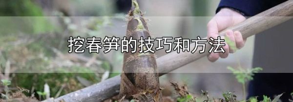 挖春笋的技巧和方法
