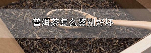 普洱茶怎么鉴别好坏