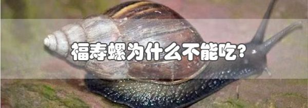 福寿螺为什么不能吃?
