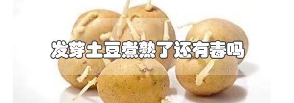 发芽土豆煮熟了还有毒吗