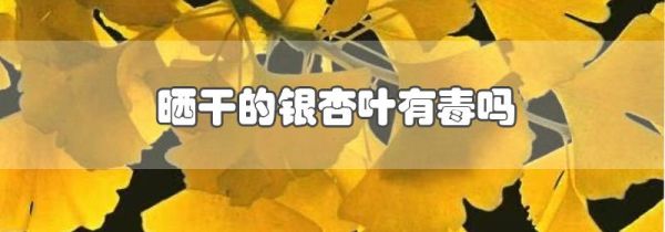 晒干的银杏叶有毒吗