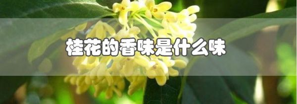 桂花的香味是什么味