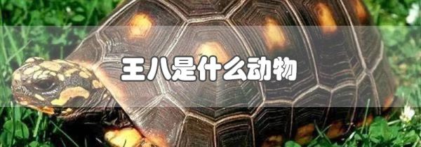 王八是什么动物