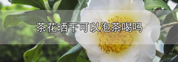 茶花晒干可以泡茶喝吗