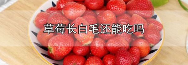 草莓长白毛还能吃吗