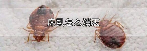 床虱怎么消灭