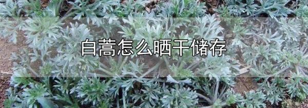 白蒿怎么晒干储存