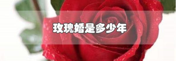 玫瑰婚是多少年
