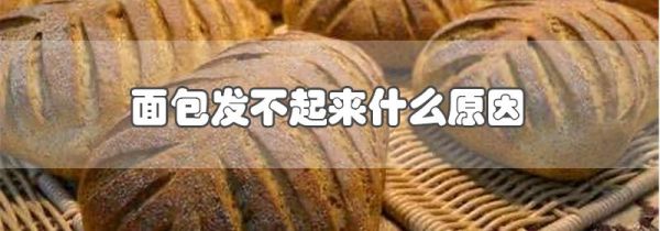 面包发不起来什么原因