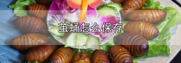茧蛹怎么保存