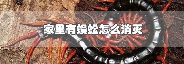 家里有蜈蚣怎么消灭
