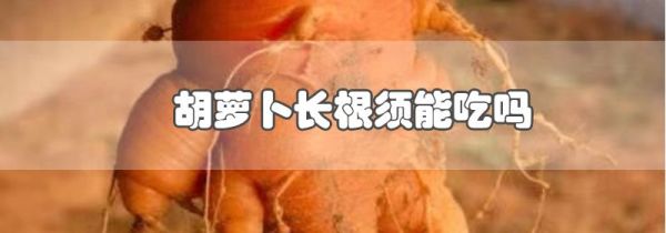 胡萝卜长根须能吃吗