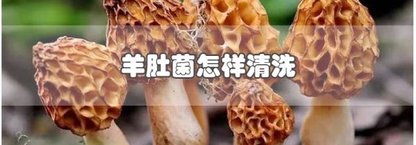 羊肚菌怎样清洗