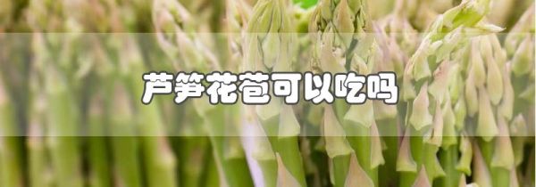 芦笋花苞可以吃吗