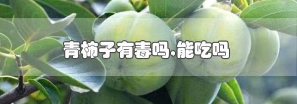 青柿子有毒吗,能吃吗