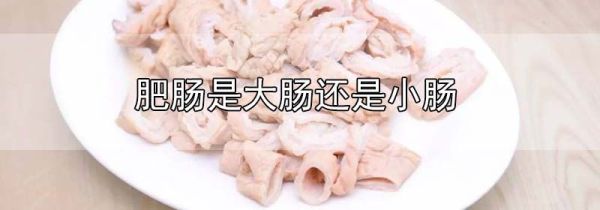 肥肠是大肠还是小肠