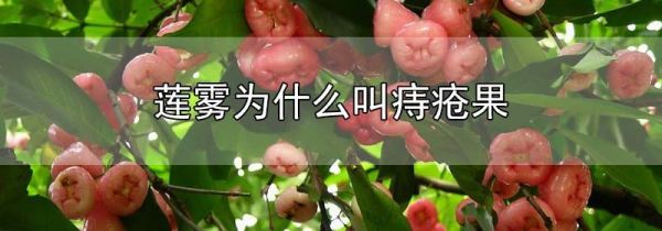 莲雾为什么叫痔疮果