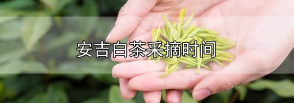 安吉白茶采摘时间