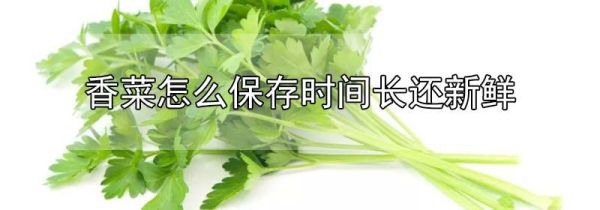 香菜怎么保存时间长还新鲜
