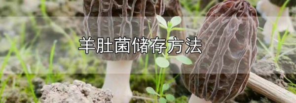 羊肚菌储存方法