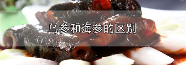 乌参和海参的区别