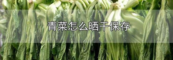 青菜怎么晒干保存