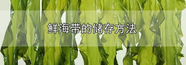 鲜海带的储存方法