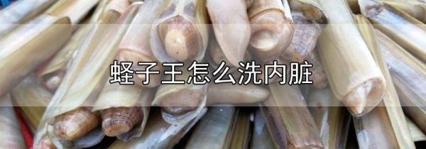 蛏子王怎么洗内脏
