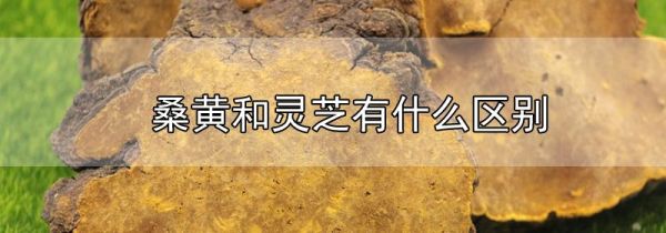 桑黄和灵芝有什么区别