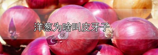 洋葱为啥叫皮牙子