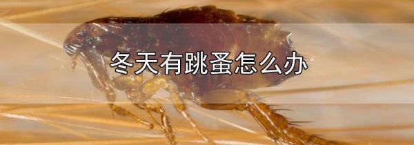 冬天有跳蚤怎么办