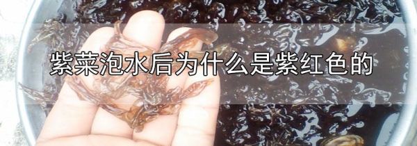 紫菜泡水后为什么是紫红色的