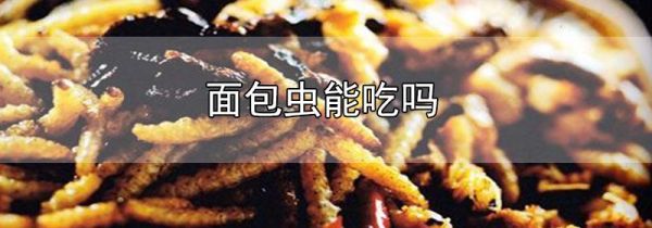 面包虫能吃吗