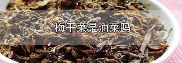 梅干菜是油菜吗