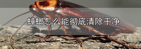 蟑螂怎么能彻底清除干净